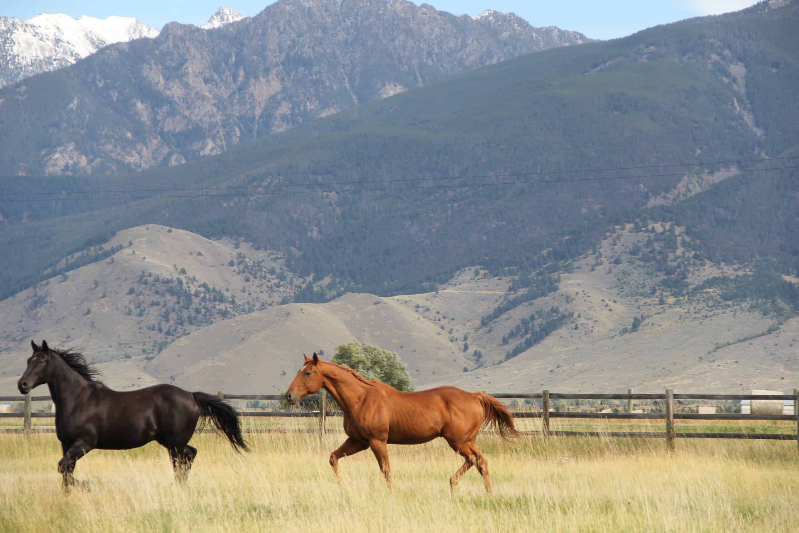 Two horses galloping across a grassy field with a mountain range in the background.